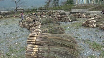 broom cultivation thrives in sarpang 2