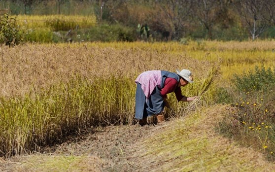 Rice harvest in Paro, Bhutan