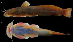 Book On ‘Fishes Of Bhutan’ Slated To Be Published