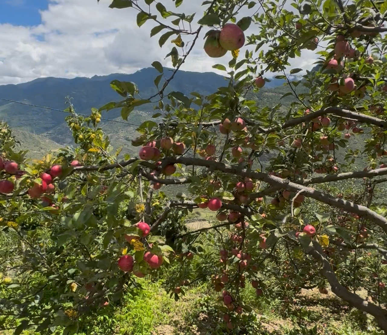 apple tree in the happiness farm paro