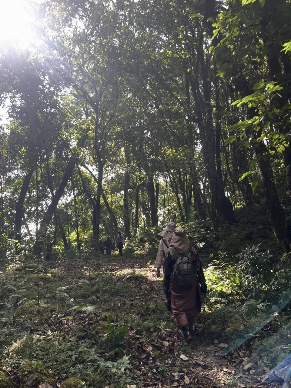 lotus born trail in gelephu mindfulness city