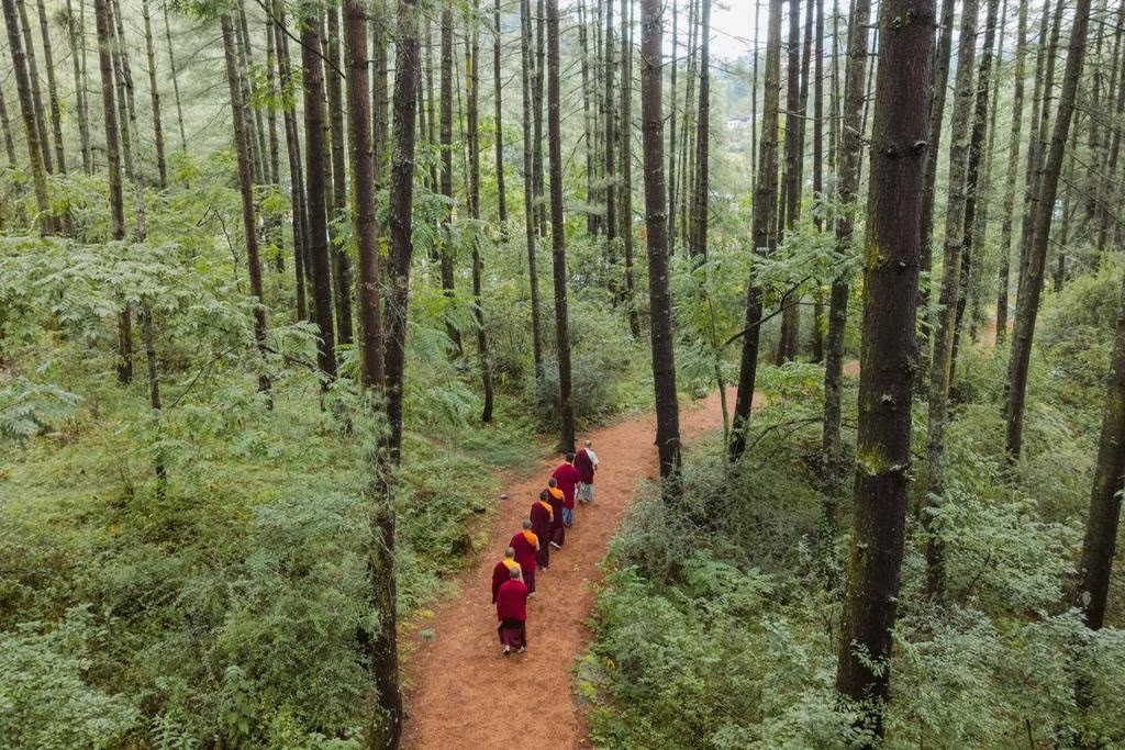 the buddhist ceremony welcomes a procession of seven monks through the amankora pine forest