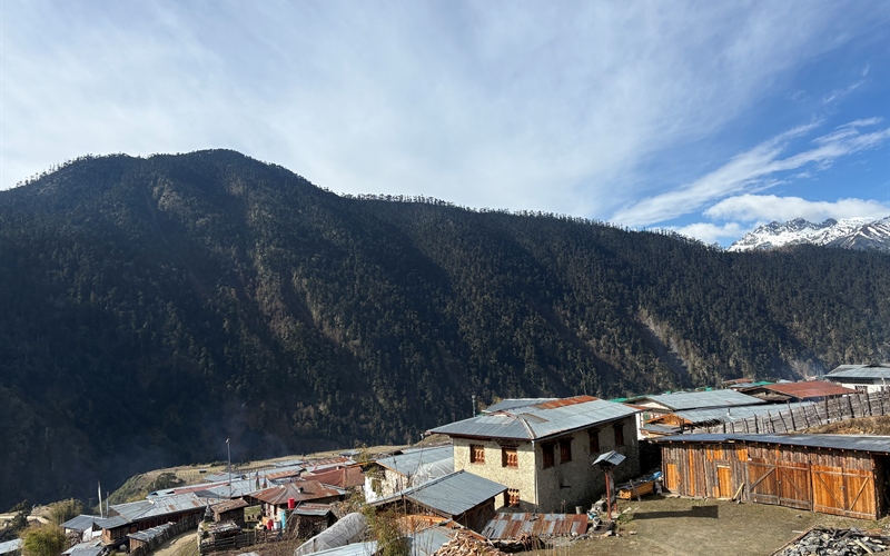 merak sheytemi rhododendron week 5