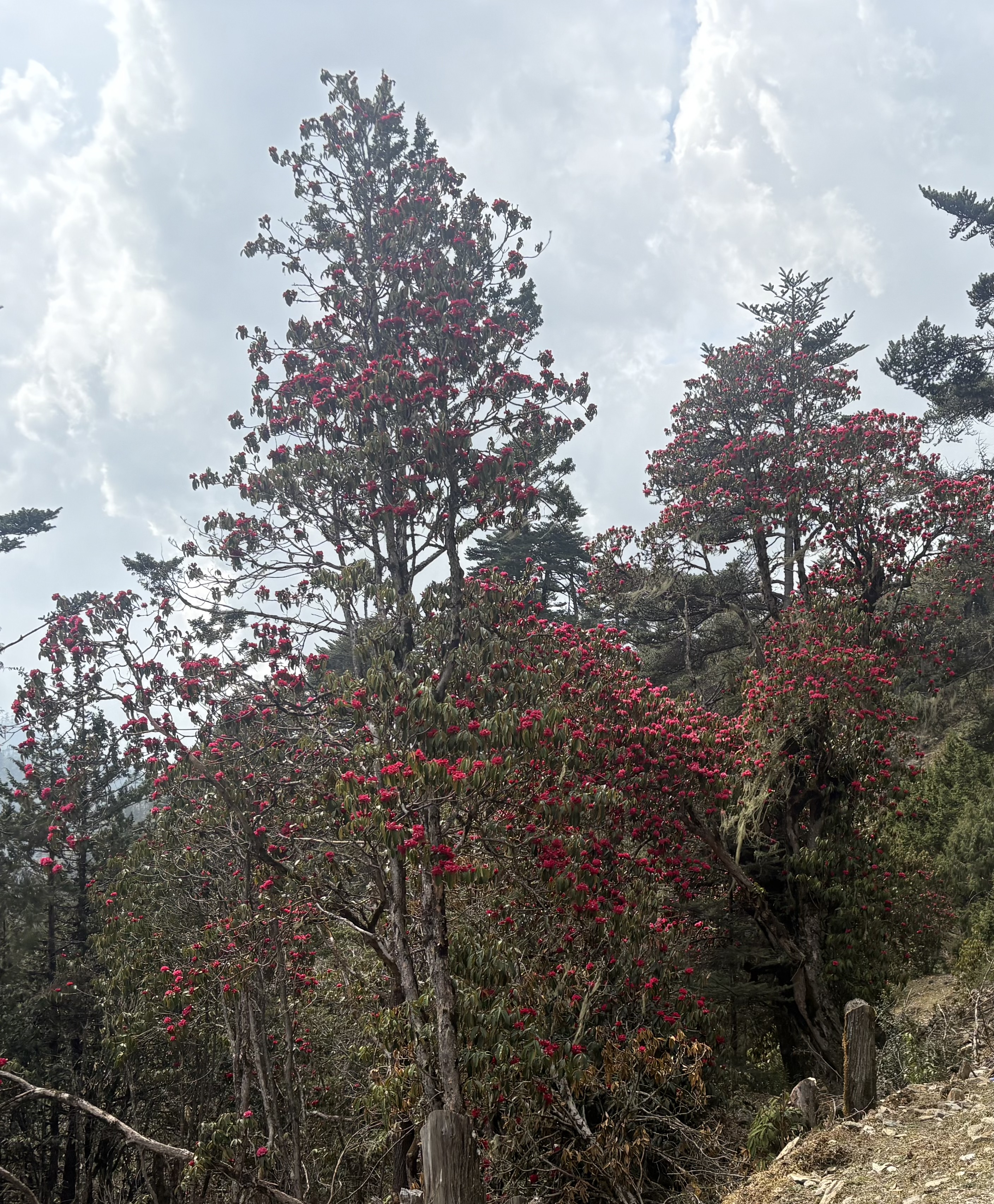 merak sheytemi rhododendron week 2