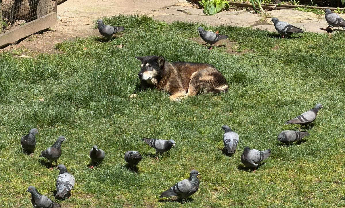 dogs and birds in bhutan coexisting harmoniously