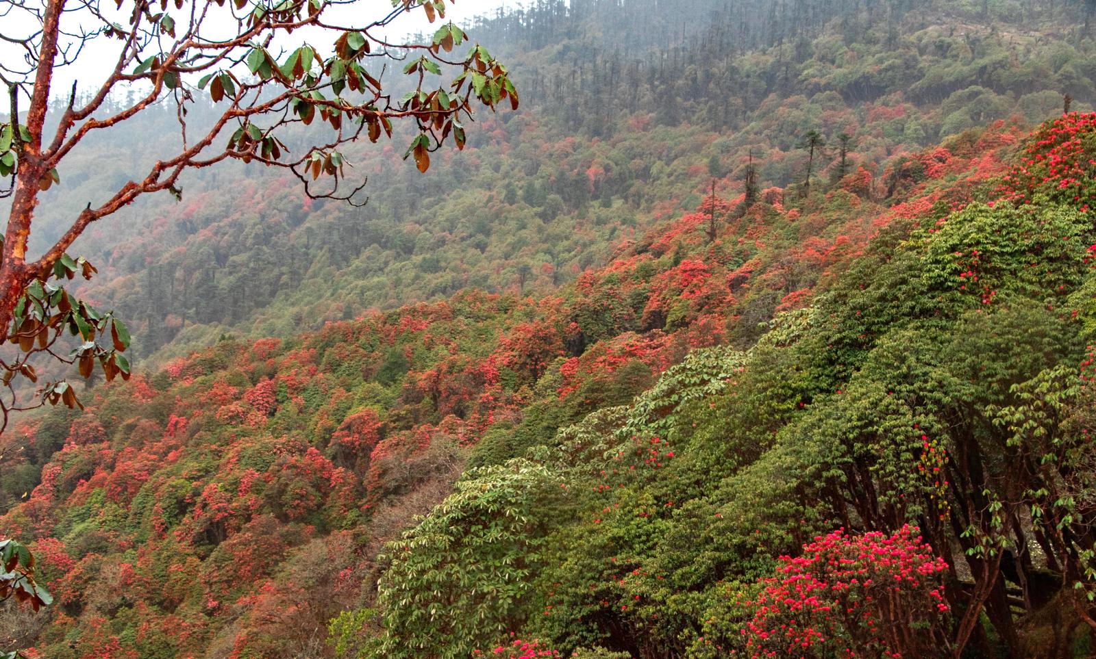 jigme khesar strict nature reserve