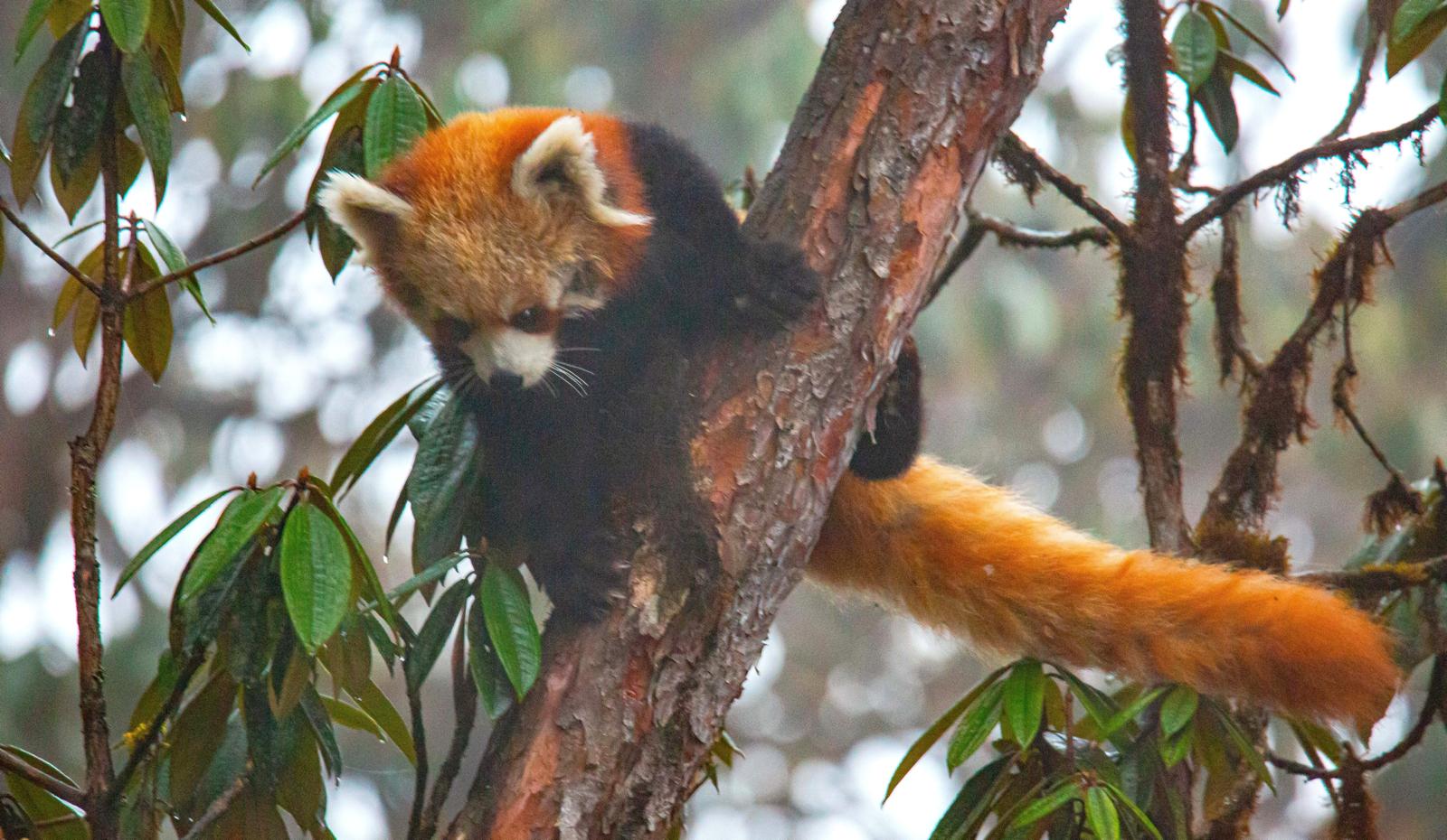 red panda in bhutan