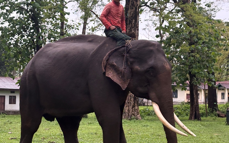 elephant in royal manas national park bhutan