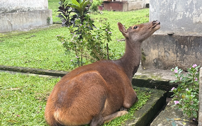deer in southern bhutan royal manas national park