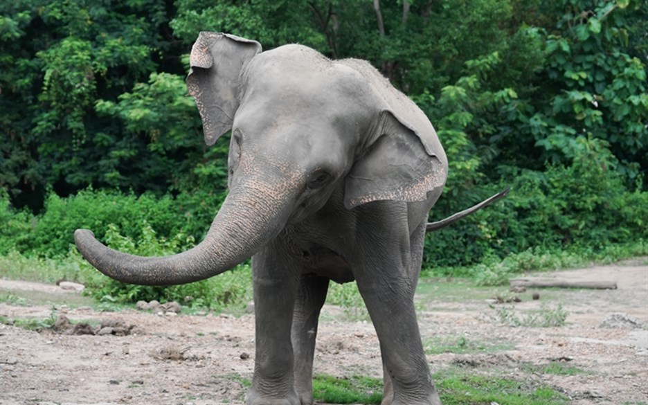 young asian elephant in gelephu bhutan