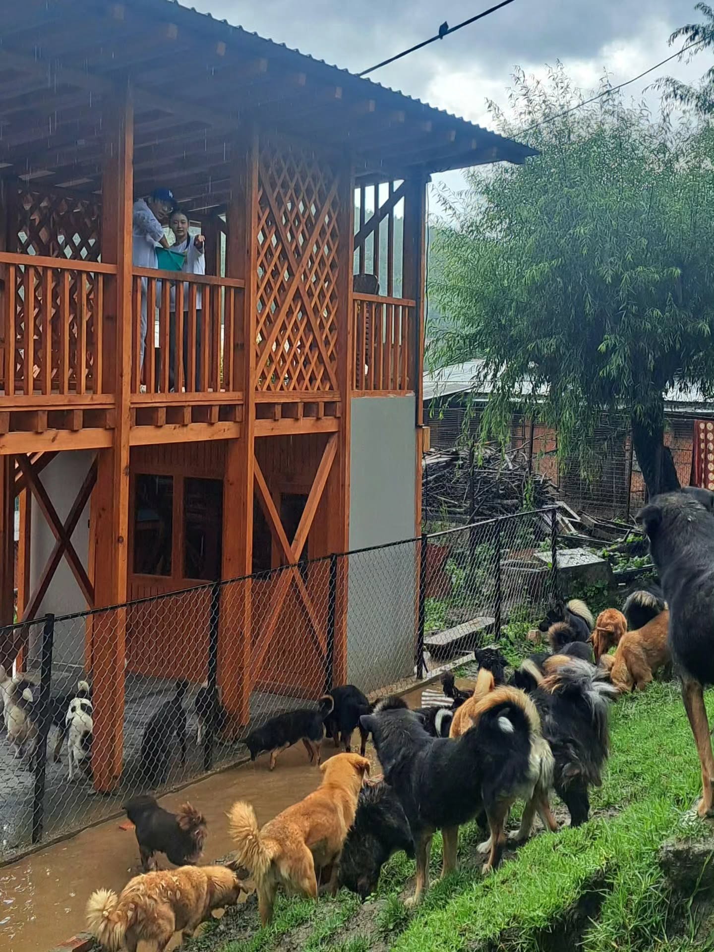dogs in bhutan rspca