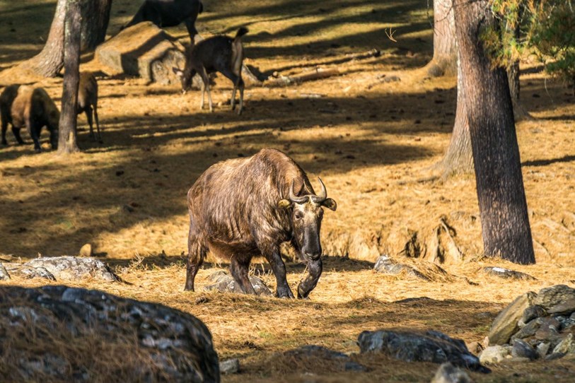 Takin Reserve In Thimphu