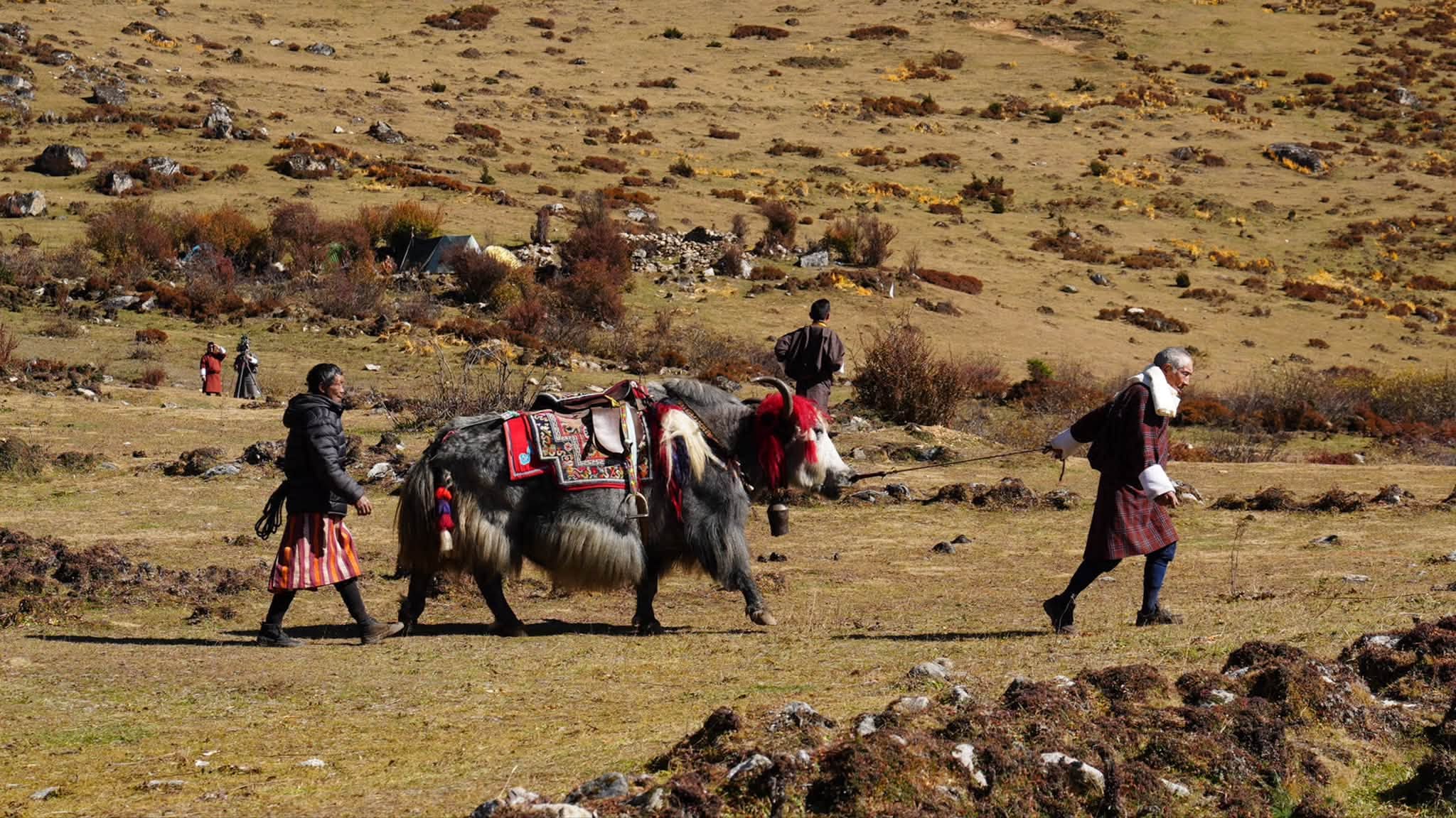 9th royal highland festival yak and yak herders