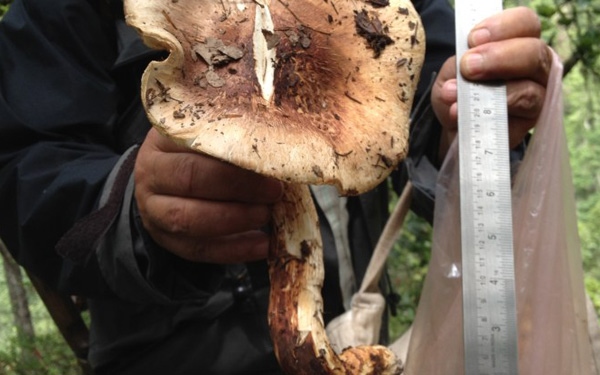Bhutan's Forest Resources Under Pressure: Villagers Adapt To Change