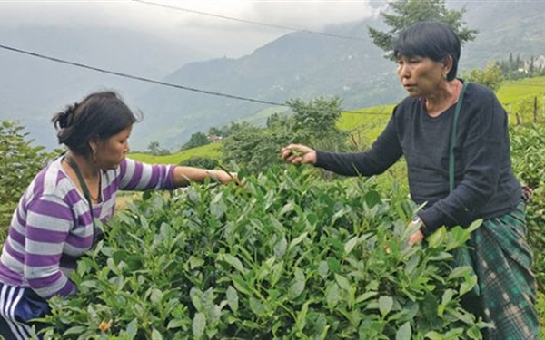 Green tea plantation brews good business in Samcholing
