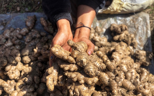 Tsirang- The Organic Food Capital of Bhutan