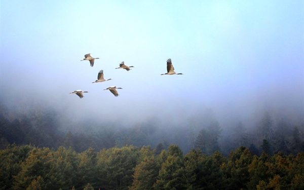 Bumdeling Bids Farewell To The Beloved Black Necked Cranes, Awaits Their Return To Bhutan