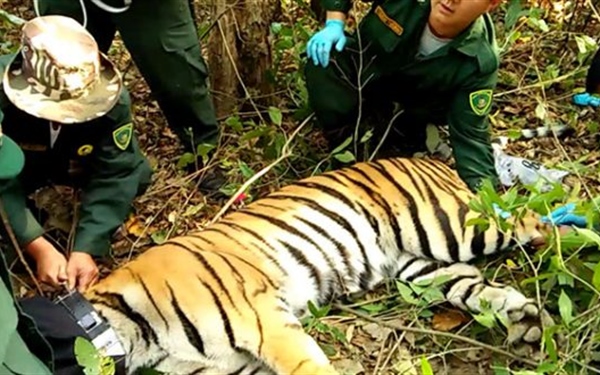 Bhutan Collars Tendrel Zangmo the Tiger
