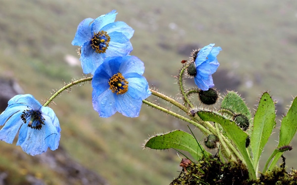 Plants Endemic to Bhutan Himalaya - Daily Bhutan - Your gateway to the Kingdom