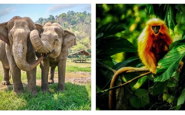 What are the endangered mammals of Bhutan?