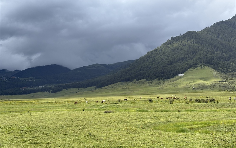 Gangtey-Phobji: A Thriving Haven for Cranes and Eco-Tourism