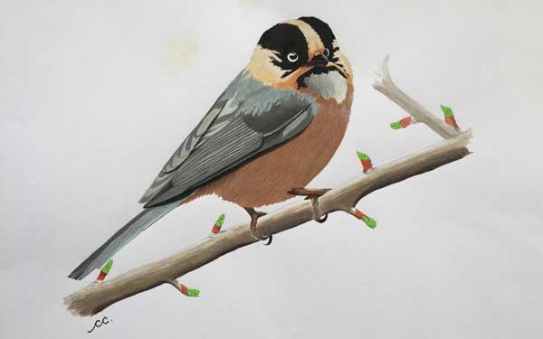 Craft Gallery To Hold Art Exhibition On Endemic Birds Of Bhutan
