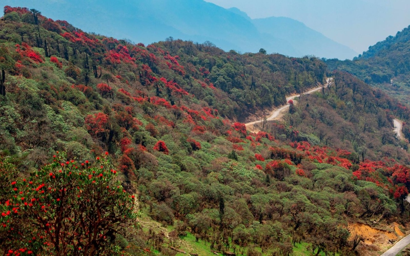 Haa's Tergola Emerges as Bhutan's New Model for Nature-Based Tourism