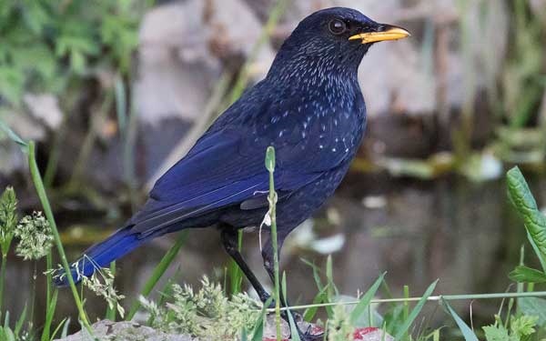 Birds Of Bhutan