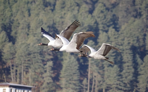 Black Necked Cranes Face Plastic Threat In Bhutan