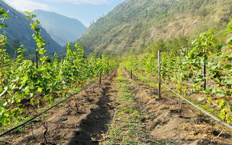 High Altitude, Higher Ambitions: Bhutan Enters the Wine World