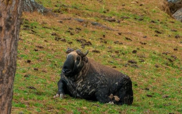Takin: Bhutan's national animal looks like something out of a myth