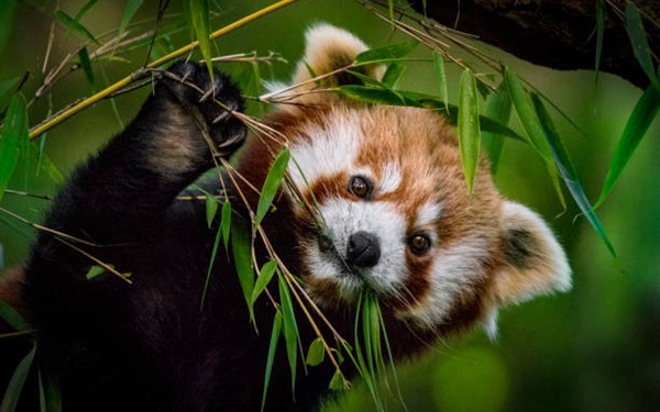 Technology-based Conservation in Bhutan