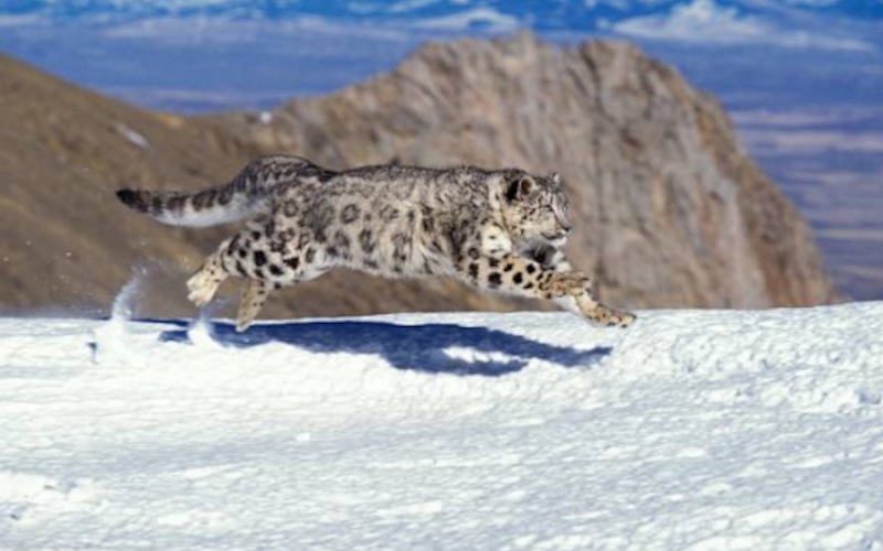 Bhutan's Snow Leopard Numbers Soar by 39.5%