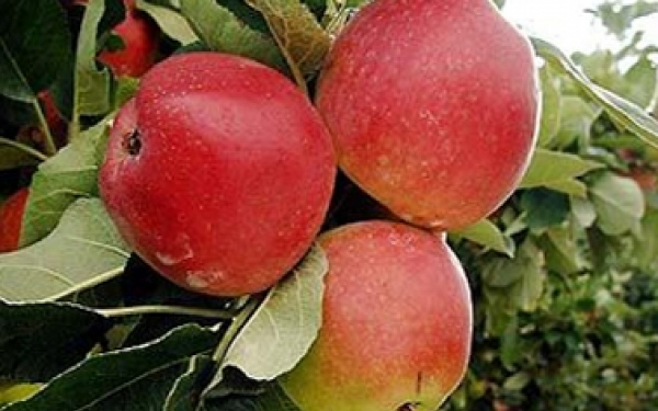 What are the popular agricultural produce in Bhutan?